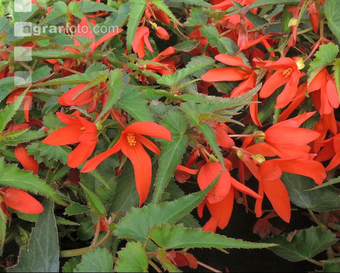 Begonia Summerwings