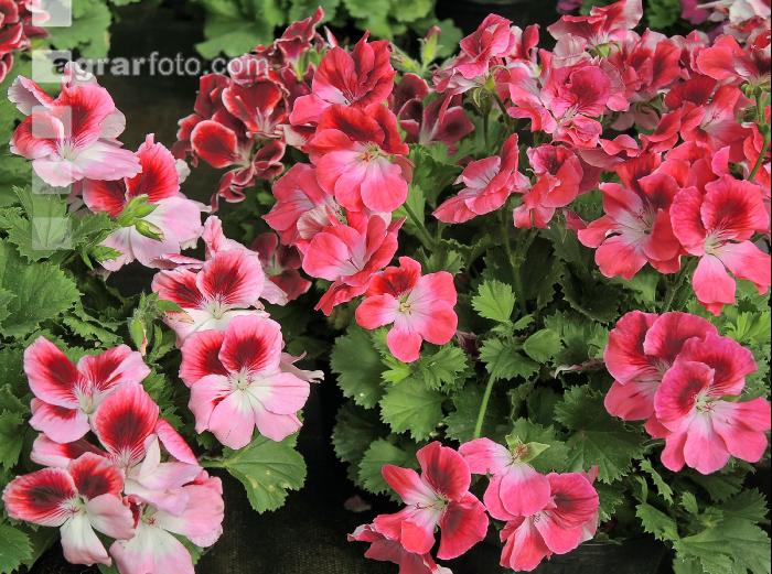 Englische Pelargonie 3