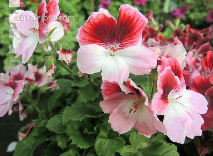 Englische Pelargonie 4