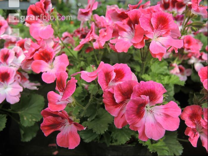 Englische Pelargonie 5