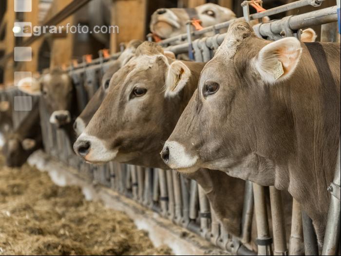 Braunvieh Holstein Milchvieh 18