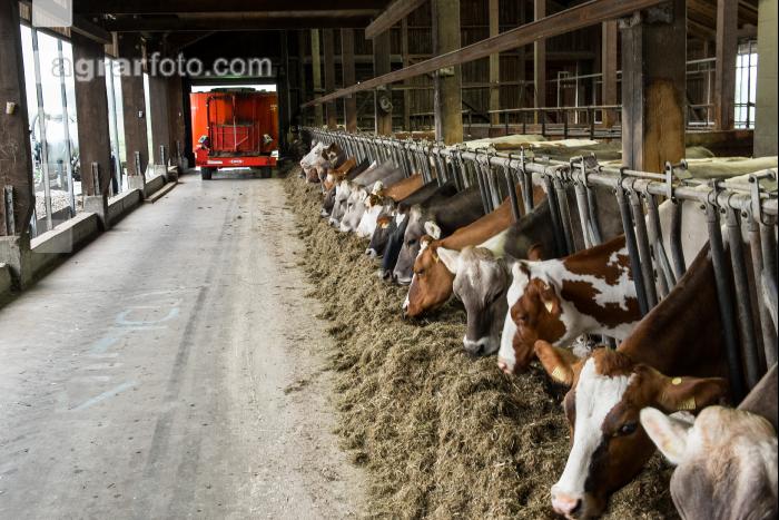 Braunvieh Holstein Milchvieh 16