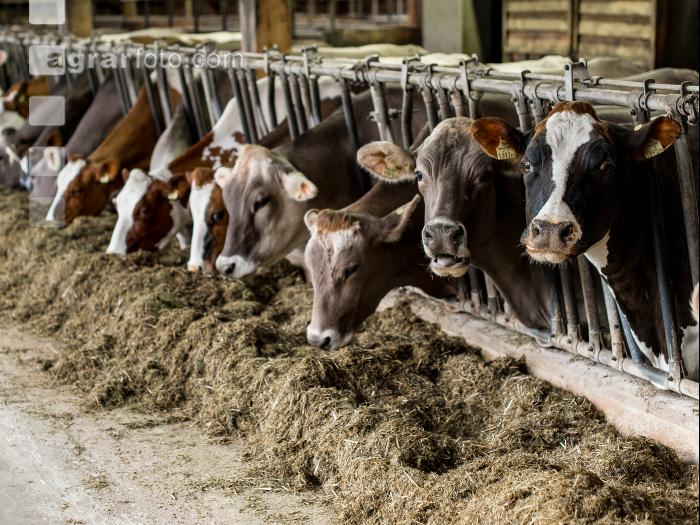 Braunvieh Holstein Milchvieh 14