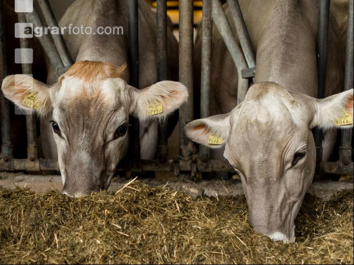 Braunvieh Holstein Milchvieh 13