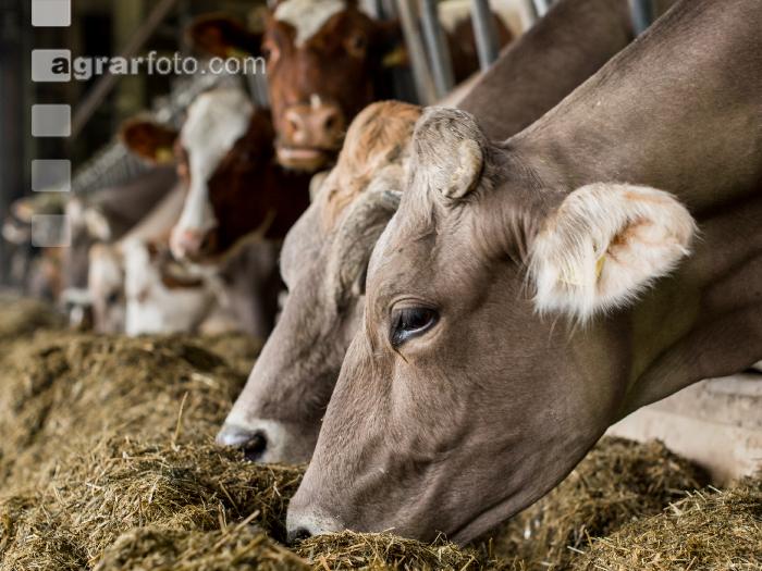 Braunvieh Holstein Milchvieh 11