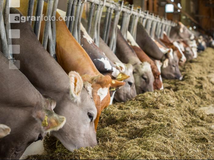 Braunvieh Holstein Milchvieh 8
