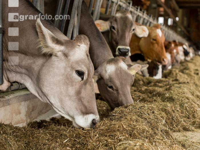 Braunvieh Holstein Milchvieh 7