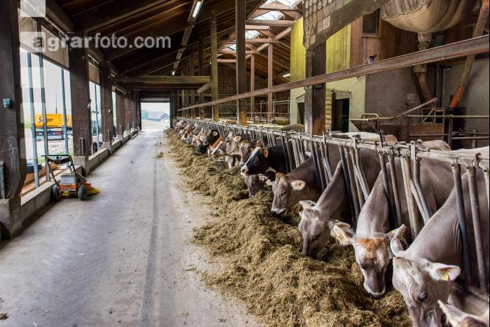 Braunvieh Holstein Milchvieh 5