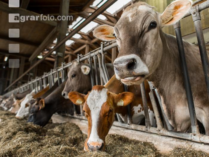 Braunvieh Holstein Milchvieh 4