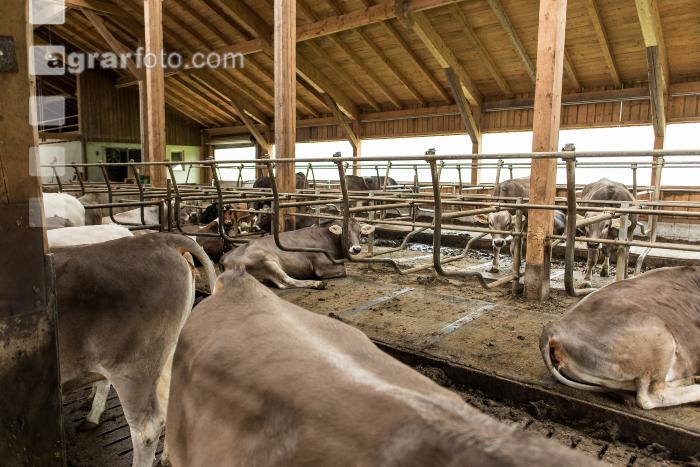 Braunvieh Holstein Milchvieh 2