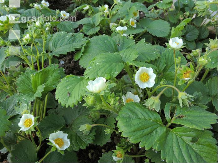 Erdbeere Blüte 4