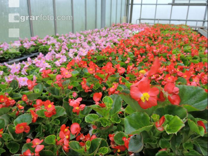 Blumenverkauf im Gewächshaus 10
