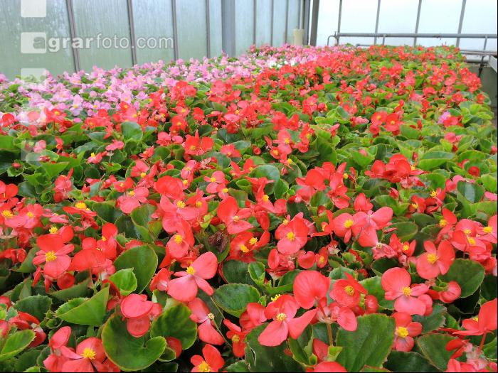 Blumenverkauf im Gewächshaus 9
