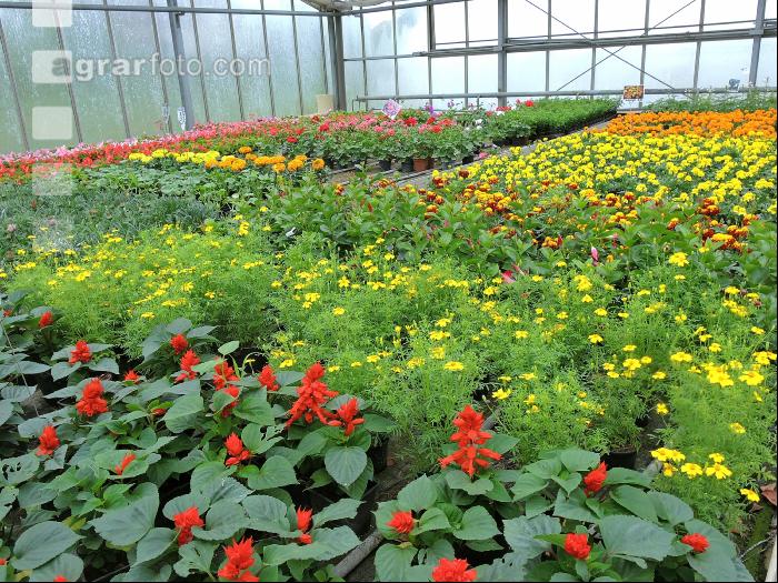Blumenverkauf im Gewächshaus 8