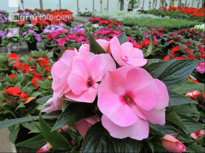Blumenverkauf im Gewächshaus 7