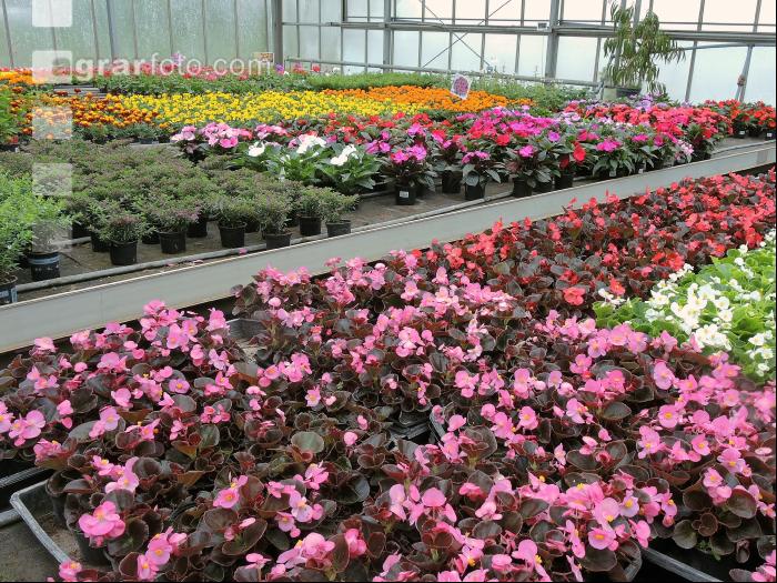 Blumenverkauf im Gewächshaus 6
