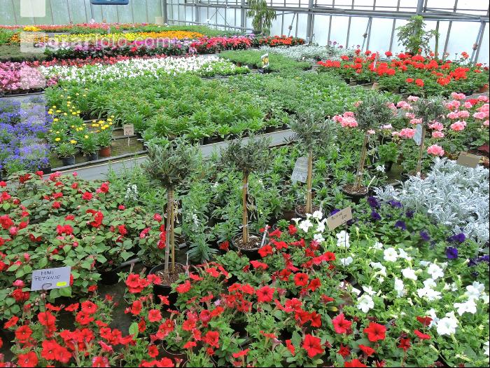 Blumenverkauf im Gewächshaus 5
