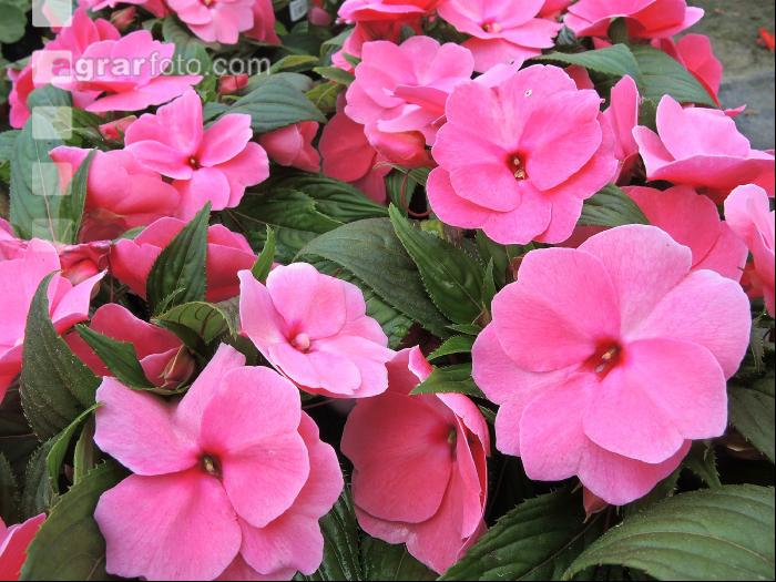 Impatiens neuguinea 6