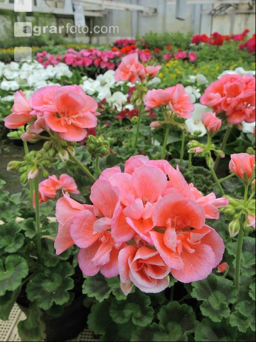 Blumenverkauf im Gewächshaus 2