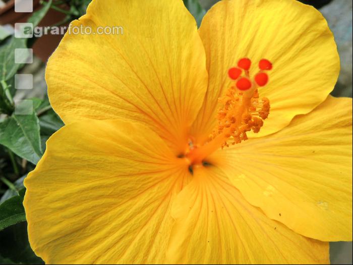 Hibiskus 3