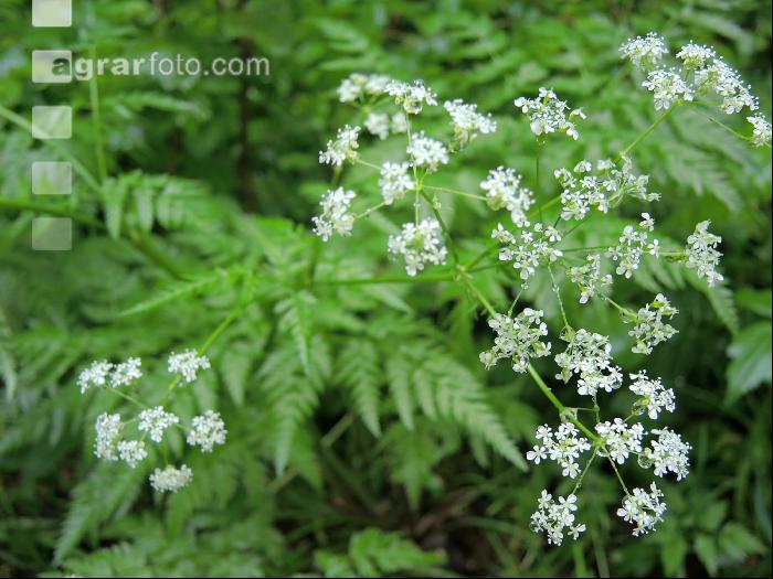 Wiesenkerbel 1