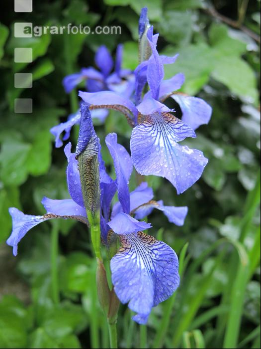 Iris 3