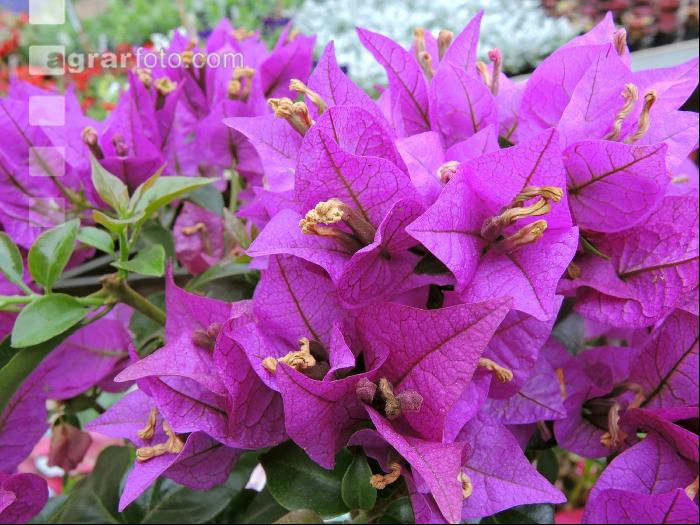 Bougainvillea 2