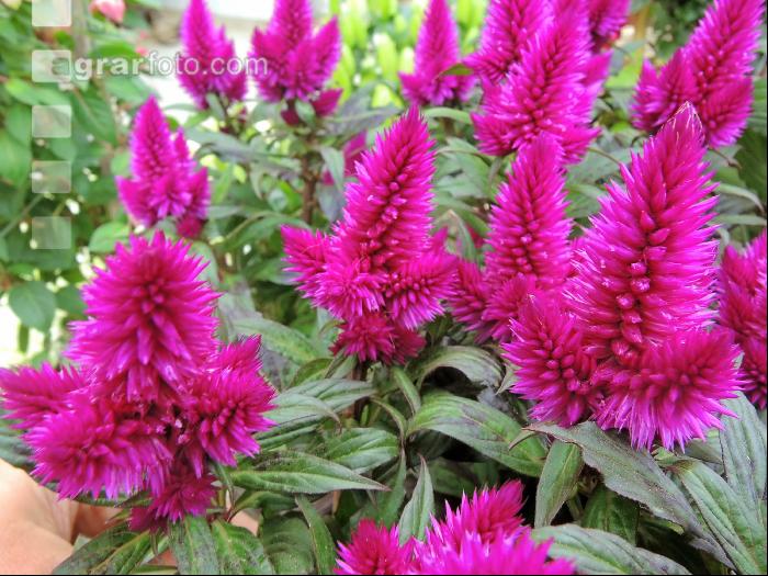 Celosia 1