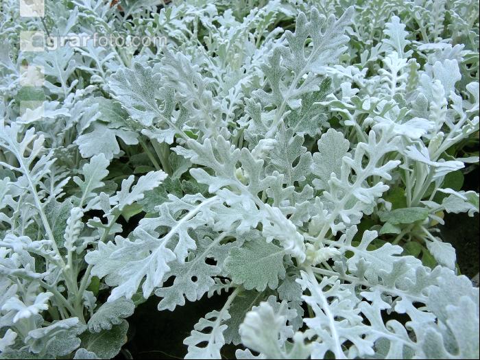 Centaurea magic silver