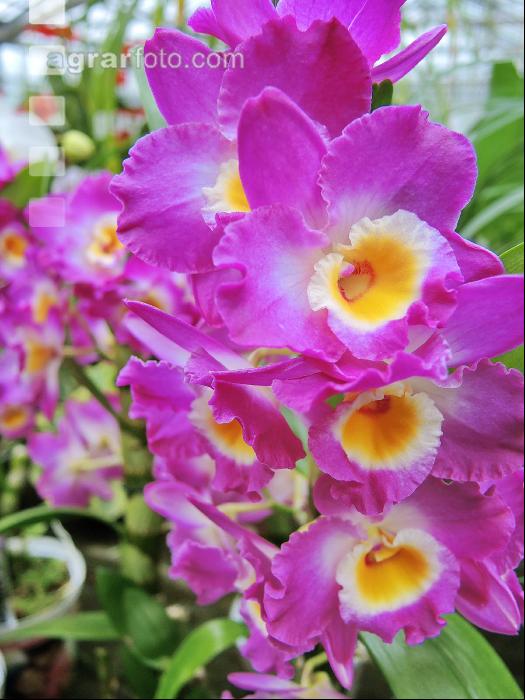 Dendrobium 3