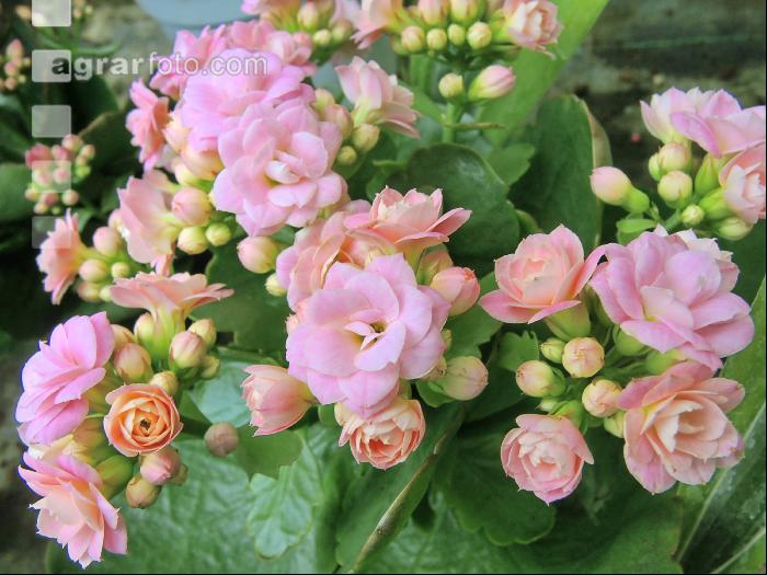 Kalanchoen 1