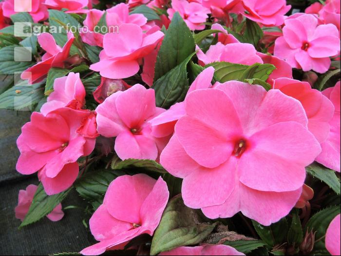 Impatiens neuguinea 7