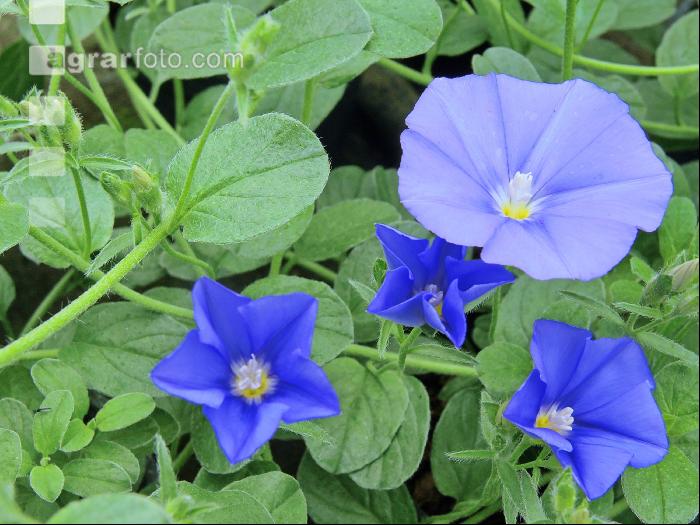 Blaue Trichterwinde
