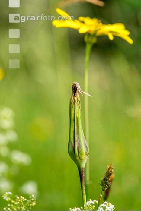 Wiesenbocksbart 3