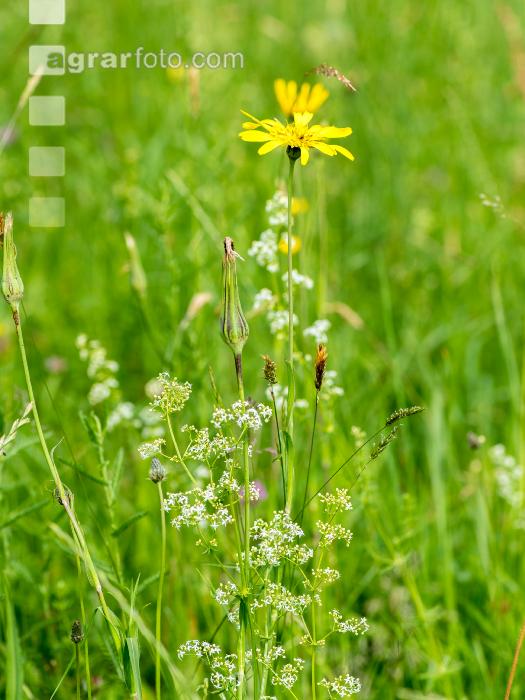 Wiesenbocksbart 4