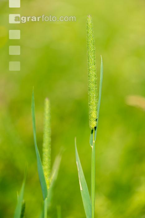 Wiesenlieschgras 2