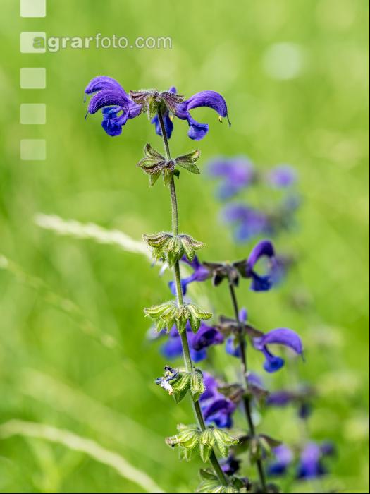 Wiesensalbei 1