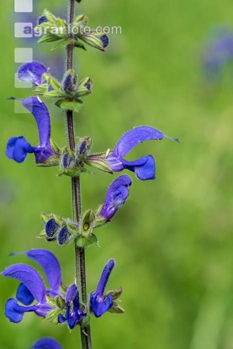 Wiesensalbei 3