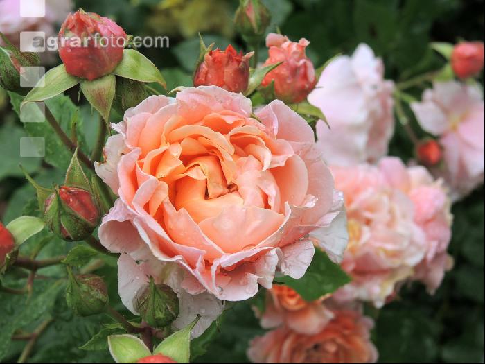 Rose 22
