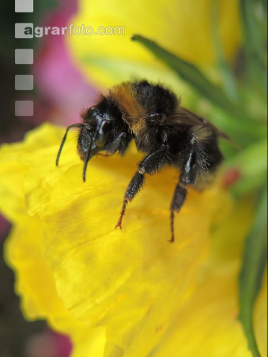 Dunkle Erdhummel 3