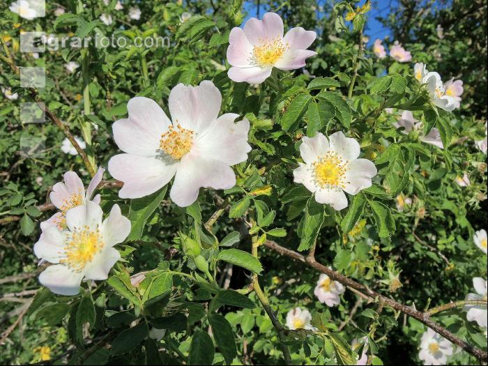 Heckenrose 2