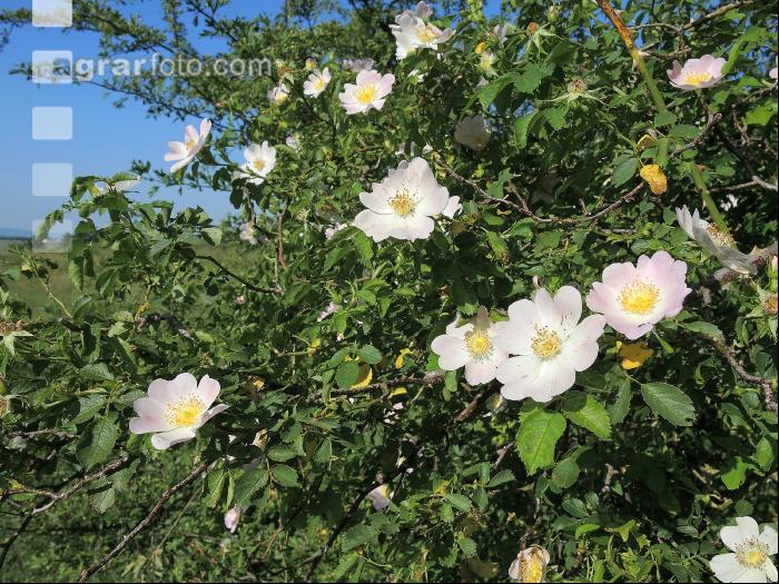 Heckenrose 3