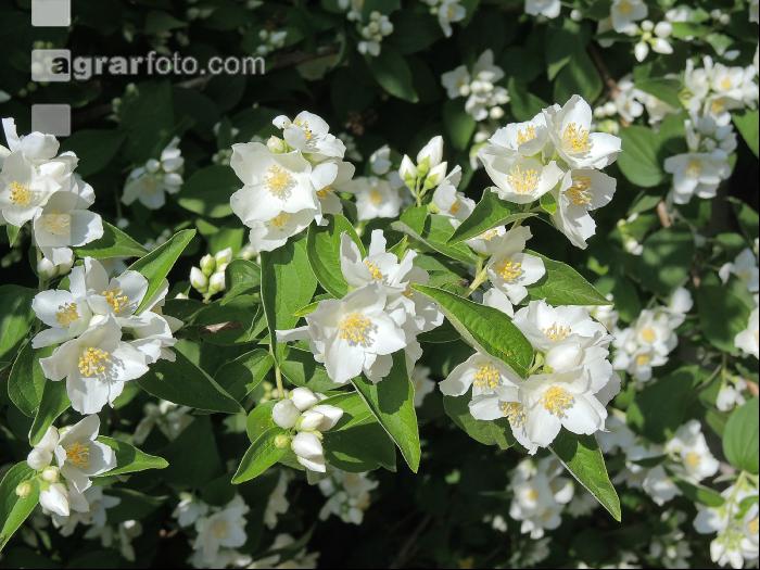 Falscher Jasmin 4