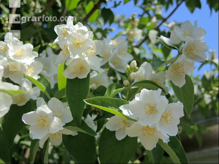 Falscher Jasmin 5