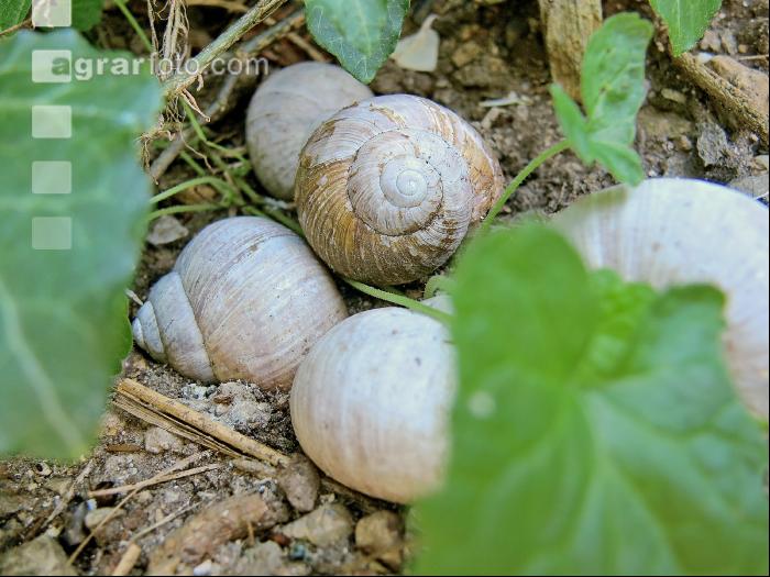 Weinbergschnecke 7