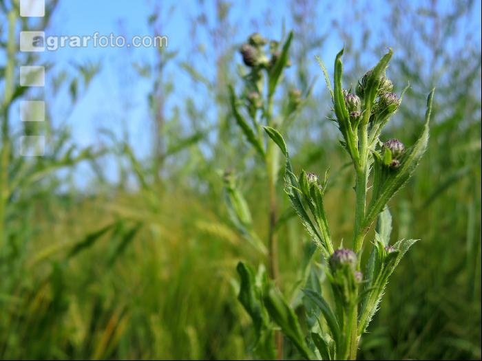 Ackerkratzdistel 1