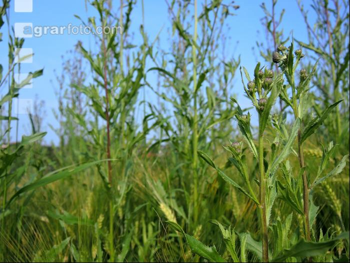 Ackerkratzdistel 2
