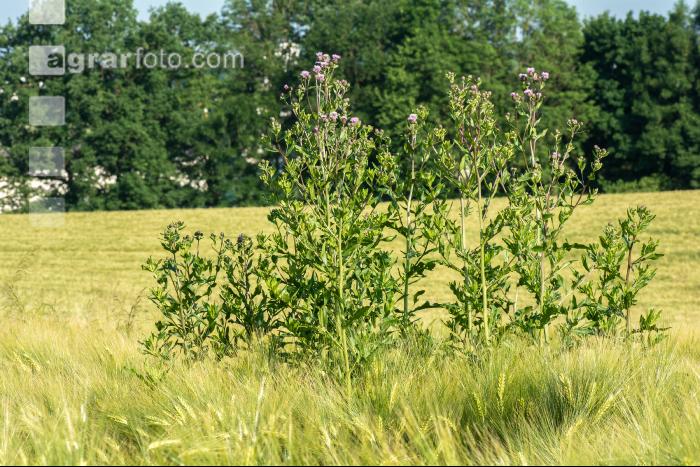Ackerkratzdistel 3