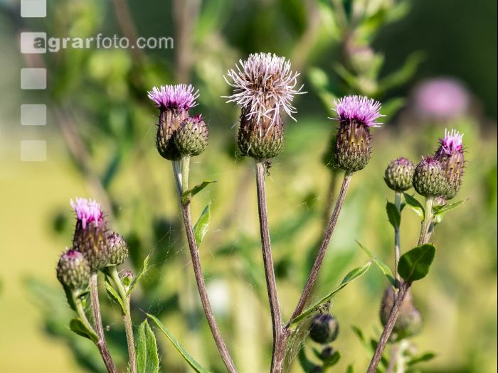 Ackerkratzdistel 4