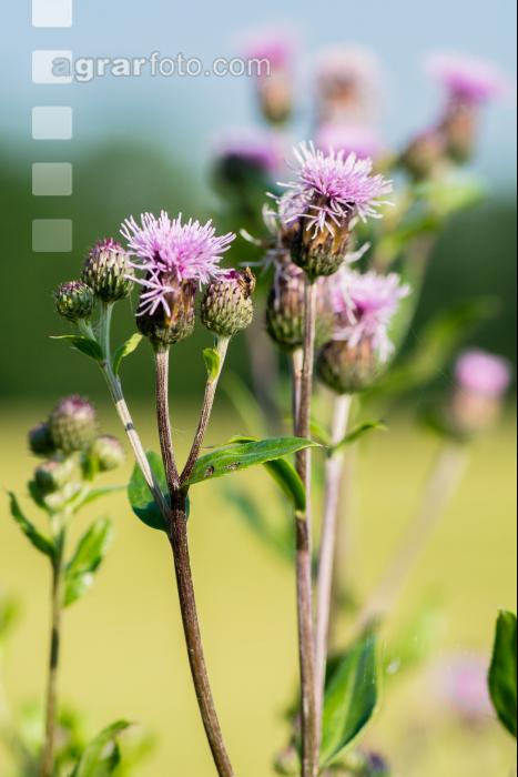 Ackerkratzdistel 5